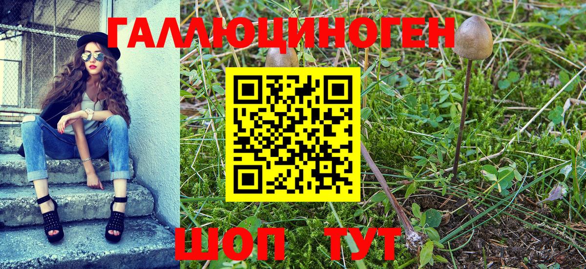 Галлюциногенные грибы Psilocybine cubensis Котовск